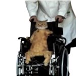 Wheel chair cat