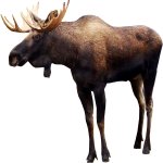 mOOse