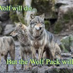 Lone Wolf mentality | The Lone Wolf will die... But the Wolf Pack will Survive... | image tagged in wolves,wolfpack,pack of wolves,wolf | made w/ Imgflip meme maker