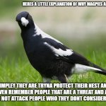 tldr they tryna protect their babies | HERES A LITTLE EXPLANATION OF WHY MAGPIES ARE AGRESSIVE; SIMPLEY THEY ARE TRYNA PROTECT THEIR NEST AND WILL EVEN REMEMBER PEOPLE THAT ARE A THREAT AND ATTACK THEM AND NOT ATTACK PEOPLE WHO THEY DONT CONSIDER A THREAT | image tagged in australian magpie | made w/ Imgflip meme maker