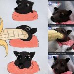 Rescued bat enjoys a banana meme