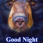 bear | Good Night My Friends | image tagged in bear | made w/ Imgflip meme maker