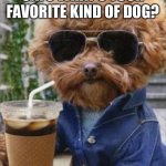 Yay | WHEN SOMEONE SAYS WHAT’S YOUR FAVORITE KIND OF DOG? ME: ONE WEARING SUNGLASSES AND DRINKING STARBUCKS😉 | image tagged in doge | made w/ Imgflip meme maker