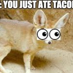 *Intense Stomach rumbling becomes more intense* | POV: YOU JUST ATE TACOBELL | image tagged in worried fennec fox | made w/ Imgflip meme maker