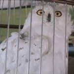 Hedwig template