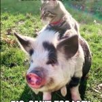 pigs would be the servant of cats | CAT: MUSH, PIG! PIG: CAN'T. TOO LAZY. | image tagged in cat pig | made w/ Imgflip meme maker