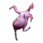 Funny chicken png #3