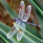 Pretty Dragonfly template
