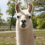 Llama