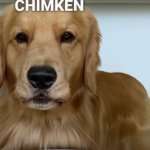 CHIMKEN meme