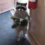 Cat raccoon meme