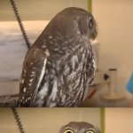 Not-so-calm owl