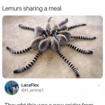 Lemurs sharing a meal meme