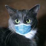 Coronavirus Cat