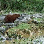 Capybara and Caimans