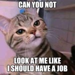 Judgemental cat | CAN YOU NOT; LOOK AT ME LIKE I SHOULD HAVE A JOB | image tagged in judgemental cat | made w/ Imgflip meme maker