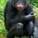 Smiling Chimp