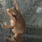 frog longing