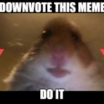 Downvote beggar | DOWNVOTE THIS MEME; DO IT | image tagged in hamster looking at camera,begging | made w/ Imgflip meme maker