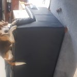 lockdown beagle refuses to work