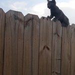 On the fence