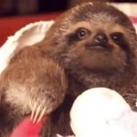 Sloth follow your dreams gif GIF Template