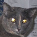 demon cat