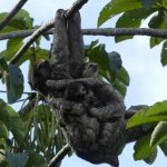 Sloth cuddle ball