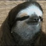 Sloth how about no GIF Template