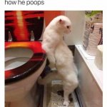 Cat pooping upright