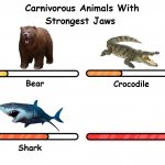 Carnivorus animals with strongest jaws meme