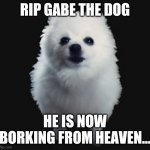 this isnt a joke. | RIP GABE THE DOG; HE IS NOW BORKING FROM HEAVEN... | image tagged in gabe the dog,rip | made w/ Imgflip meme maker