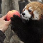 Red panda gift