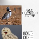 a creative title | USING NORMAL DRAKE TEMPLATE; USING BIRBS | image tagged in bird drake | made w/ Imgflip meme maker