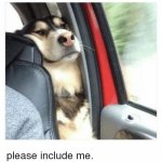 Dog in the back seat