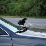 Crow