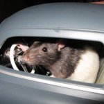 car rat