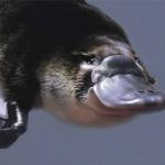 platypus is pleased meme