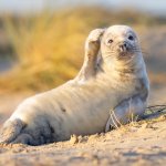Thinking Seal