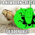 screaming hatchling | OH? A NEWBORN CREATURE! SO ADORABLE! | image tagged in screaming hatchling | made w/ Imgflip meme maker