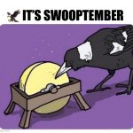 Swooptember | 🦅 IT’S SWOOPTEMBER | image tagged in magpie swooping season,swooptember,deathswooper | made w/ Imgflip meme maker