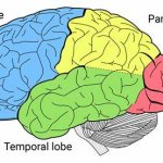 brain lobes template