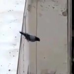 Pigeon jumping off roof GIF Template
