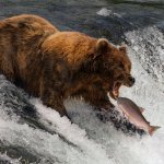 salmon bear
