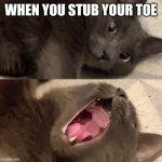 When you stub your toe | WHEN YOU STUB YOUR TOE | image tagged in screaming cat | made w/ Imgflip meme maker