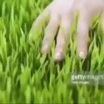 Go touch grass meme