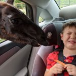 Disgusted kid with Okapi