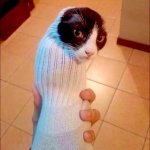 Sock cat