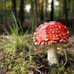 fly agaric