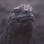 Annoyed Galapagos Marine Iguana